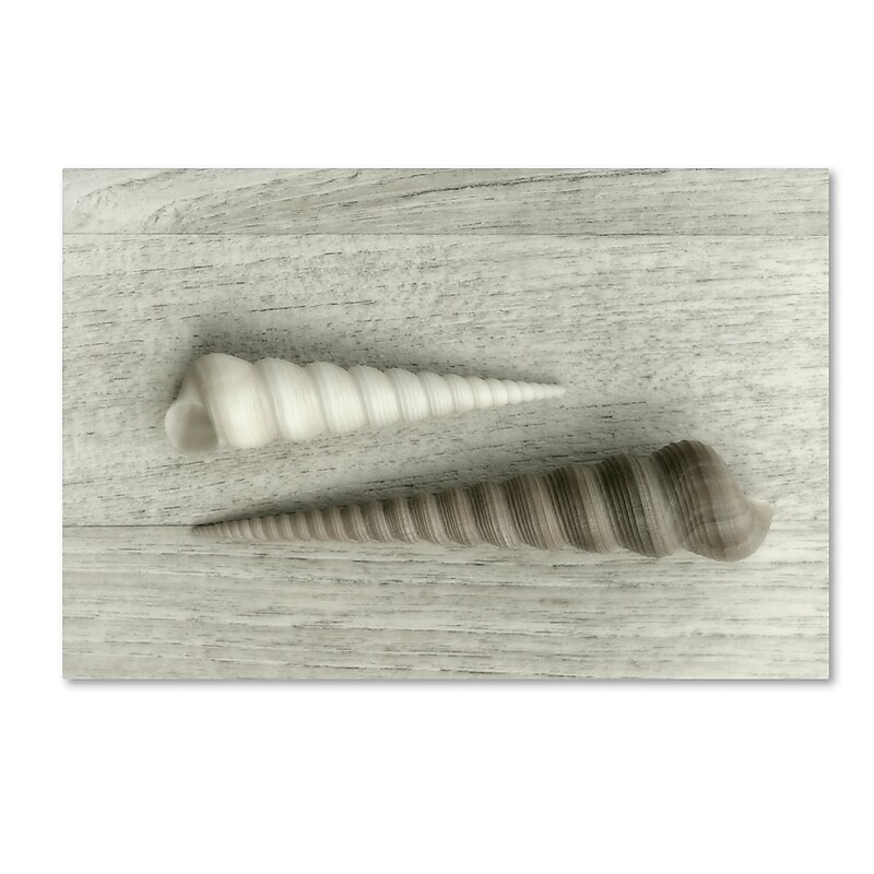 Trademark Fine Art Cora Niele 'Sea Snail Shells' 12" x 19" Canvas Stretched (190836318285) image 1