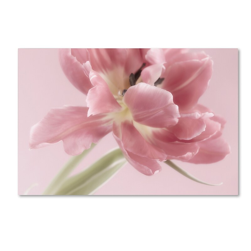 Trademark Fine Art Cora Niele 'Soft Pink Tulip' 12" x 19" Canvas Stretched (190836309528) image 1