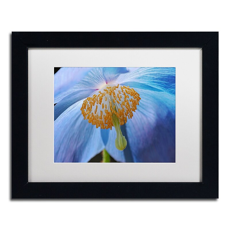 Trademark Fine Art Cora Niele 'Blue Poppy' 11" x 14" Matted Framed (190836247509) image 1