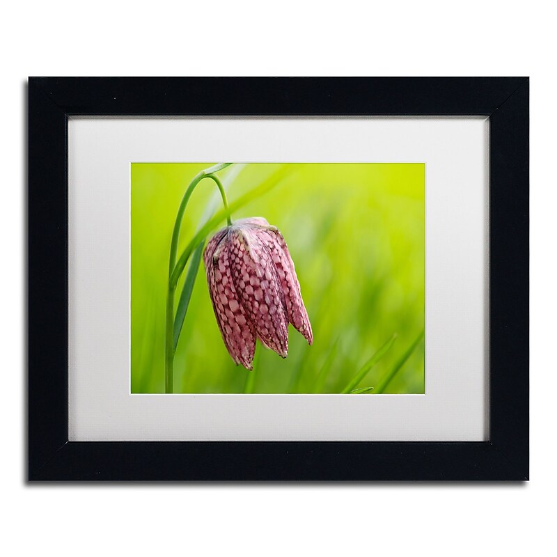 Trademark Fine Art Cora Niele 'Snake's Head Fritillary Flower' 11" x 14" Matted Framed (190836249367) image 1