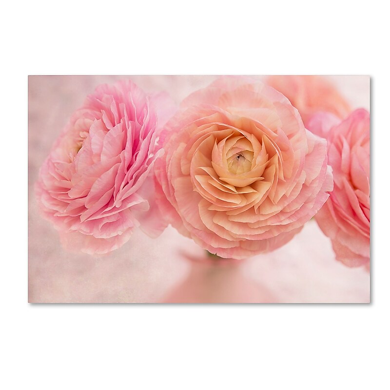 Trademark Fine Art Cora Niele 'Pink Persian Buttercup Bouquet' 12" x 19" Canvas Stretched (190836259663) image 1