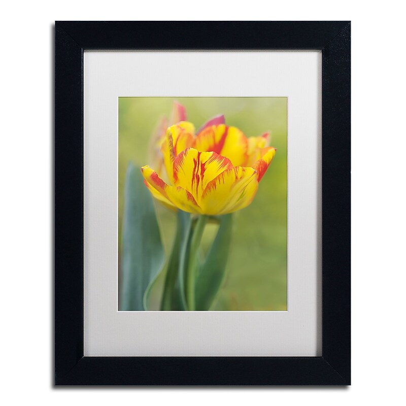 Trademark Fine Art Cora Niele 'Rembrandt Tulip' 11" x 14" Matted Framed (190836249084) image 1