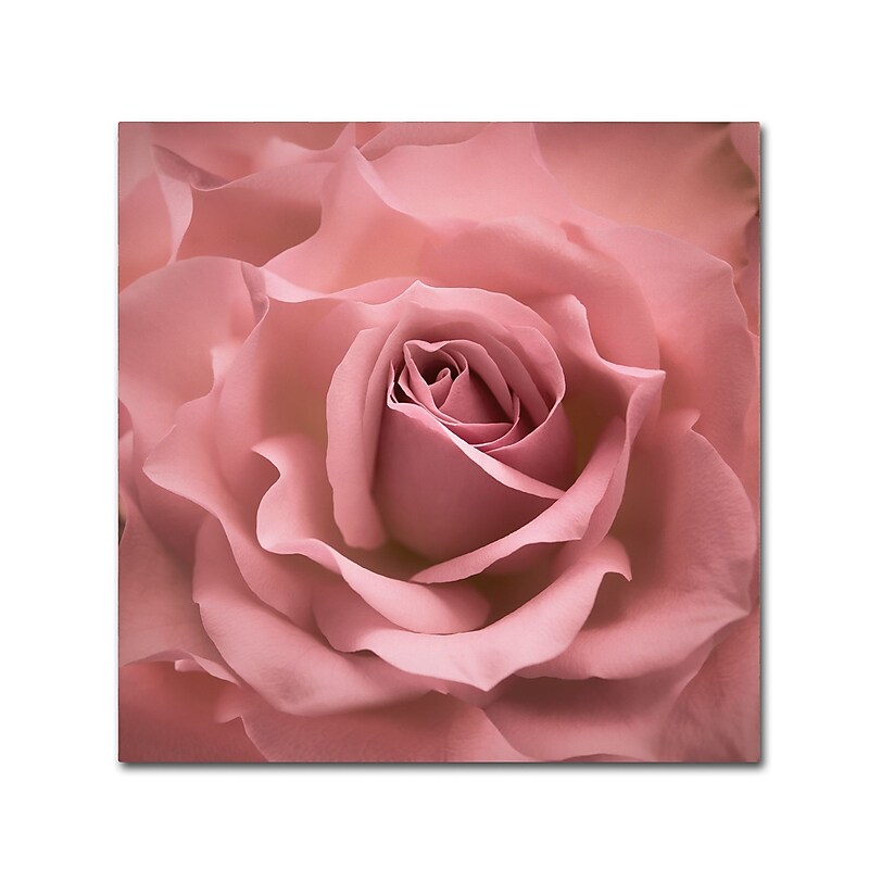 Trademark Fine Art Cora Niele 'Misty Rose Pink Rose' 14" x 14" Canvas Stretched (190836258208) image 1
