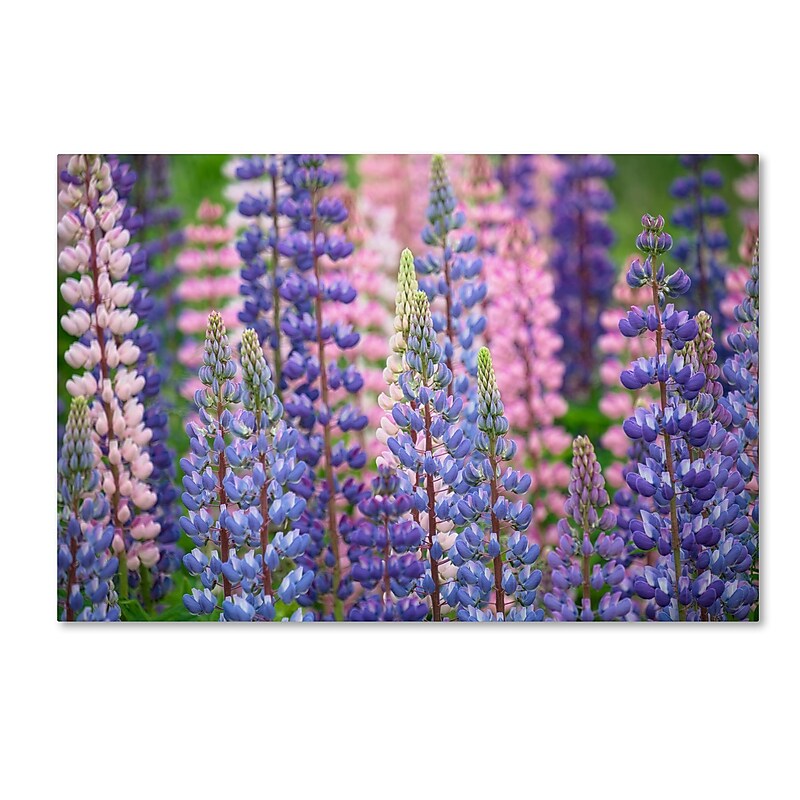 Trademark Fine Art Cora Niele 'Blue Pink Lupine Flowers' 12" x 19" Canvas Stretched Art Print (190836247387) image 1