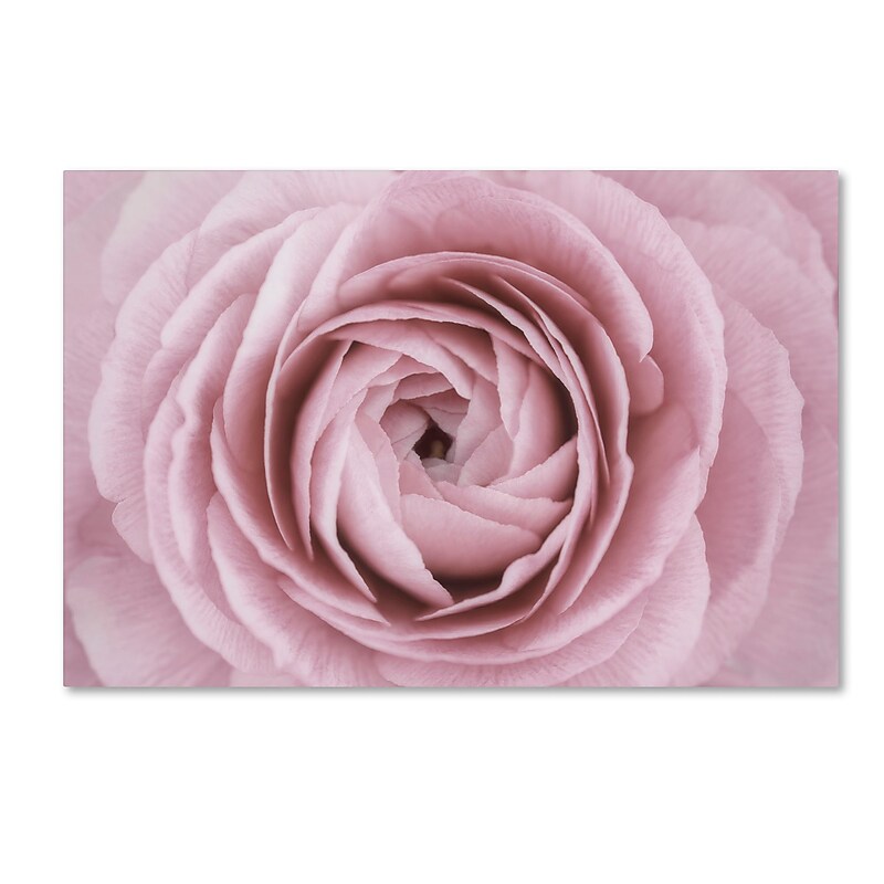 Trademark Fine Art Cora Niele 'Persian Buttercup' 12" x 19" Canvas Stretched (190836306442) image 1