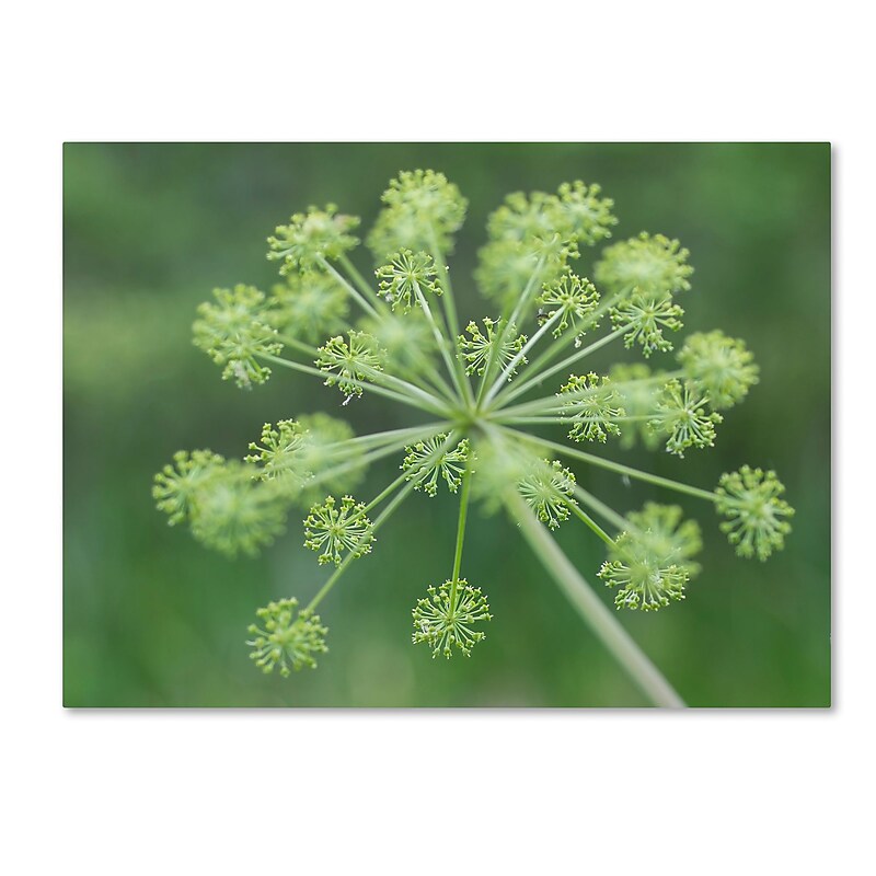 Trademark Fine Art Kurt Shaffer 'Selective Focus in Green' 14" x 19" Canvas Stretched (190836010110) image 1