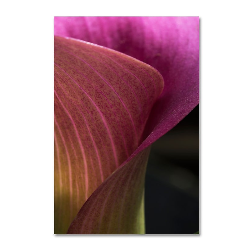 Trademark Fine Art Kurt Shaffer 'Part of a Calla Lily' 12" x 19" Canvas Stretched (190836000791) image 1