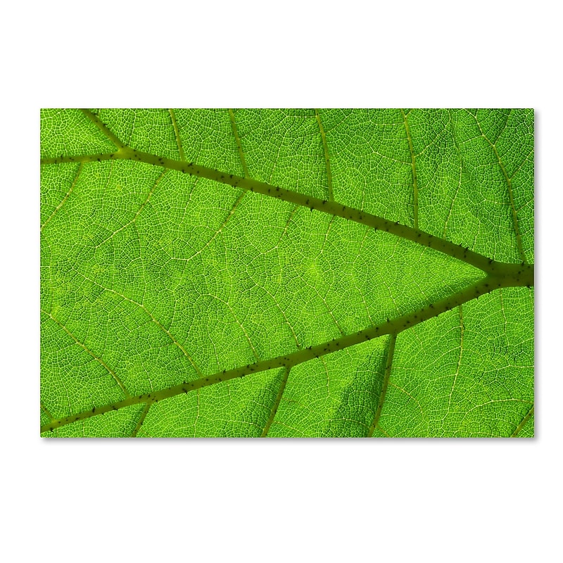Trademark Fine Art Cora Niele 'Leaf Texture IV' 12" x 19" Canvas Stretched (190836314560) image 1