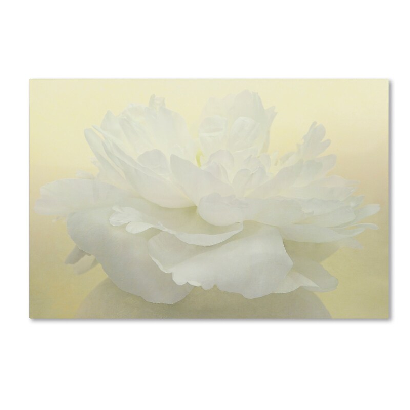 Trademark Fine Art Cora Niele 'Pure White Peony' 12" x 19" Canvas Stretched (190836260362) image 1