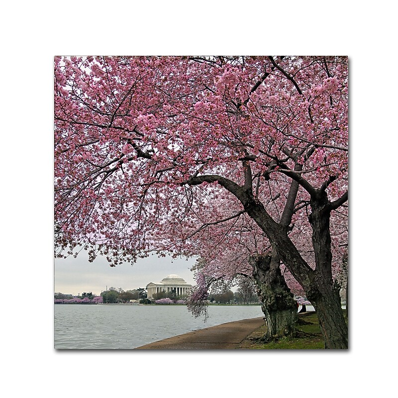 Trademark Fine Art CATeyes 'Tidal Basin Blossoms' 14" x 14" Canvas Stretched (190836099306) image 1