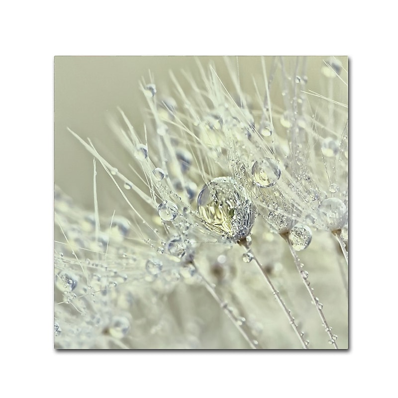Trademark Fine Art Cora Niele 'Dandelion Dew III' 14" x 14" Canvas Stretched (190836251629) image 1