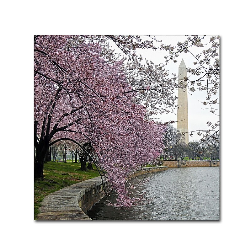 Trademark Fine Art CATeyes 'Washington Blossoms' 14" x 14" Canvas Stretched (190836099740) image 1