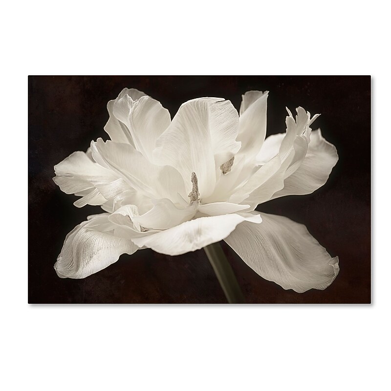 Trademark Fine Art Cora Niele 'White Tulip I' 12" x 19" Canvas Stretched (190836311620) image 1