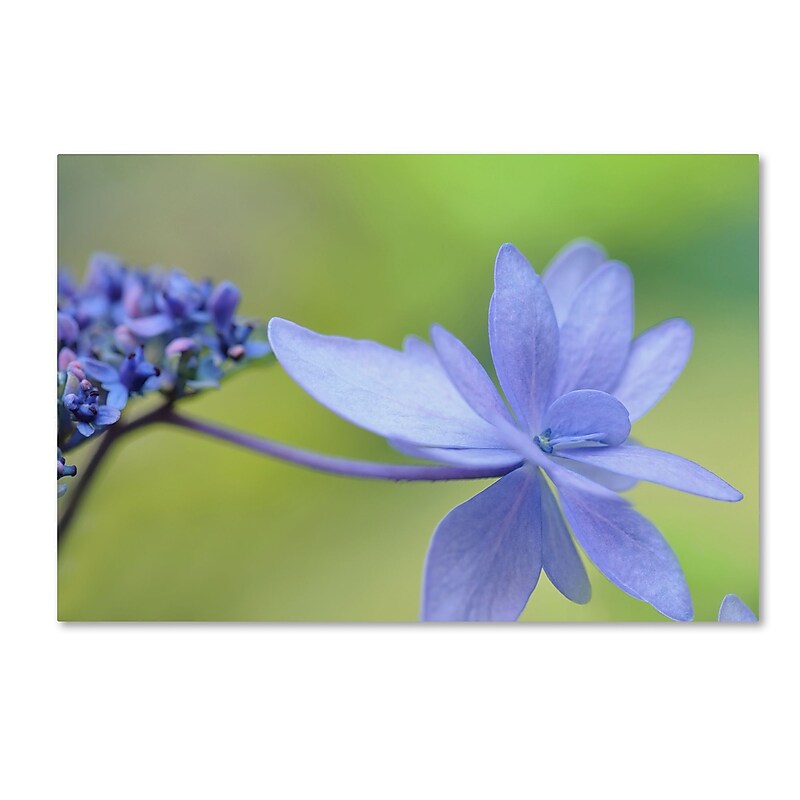 Trademark Fine Art Cora Niele 'Blue Hydrangea' 12" x 19" Canvas Stretched (190836246823) image 1