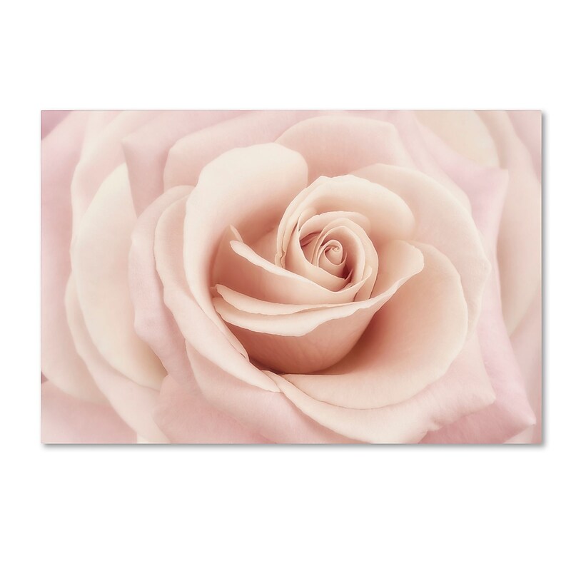 Trademark Fine Art Cora Niele 'Peach Pink Rose' 12" x 19" Canvas Stretched (190836258628) image 1