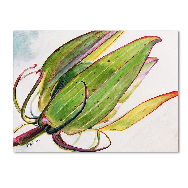Trademark Fine Art Jennifer Redstreake 'Flower Pod' 14" x 19" Canvas Stretched (886511943612) image 1