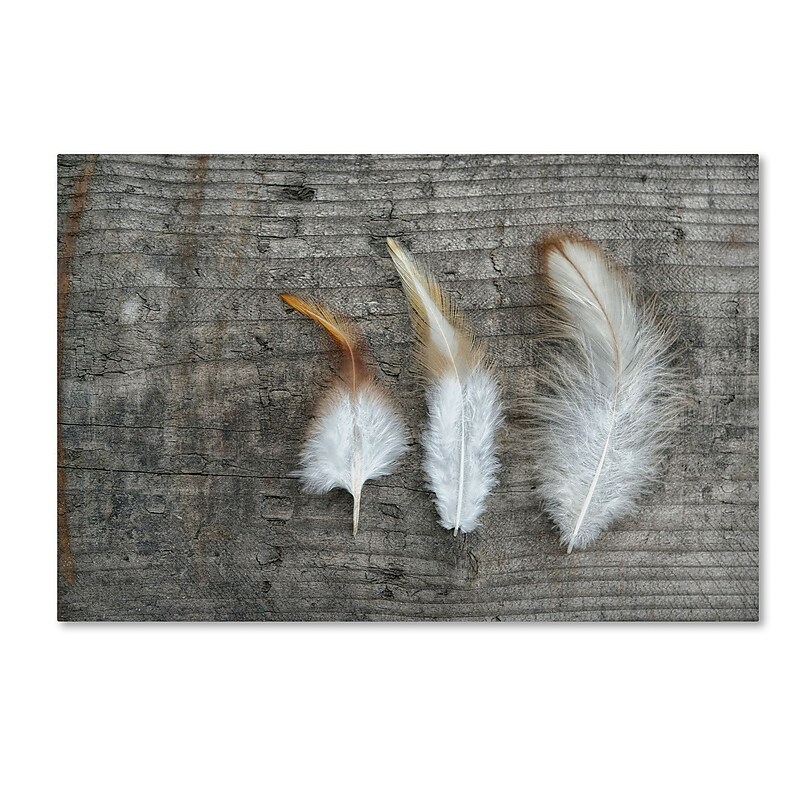 Trademark Fine Art Cora Niele 'Three Feathers on Wood' 12" x 19" Canvas Stretched (190836255689) image 1