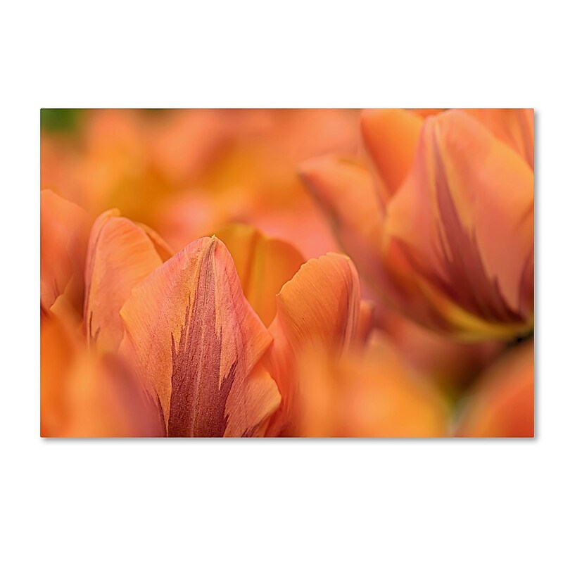 Trademark Fine Art Cora Niele 'Orange Tulips' 12" x 19" Canvas Stretched (190836248360) image 1