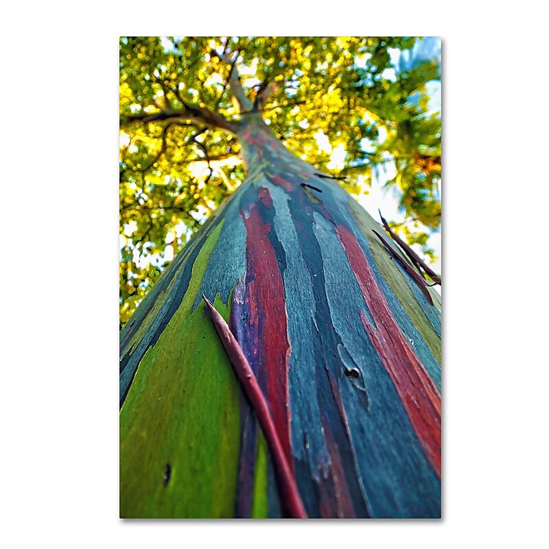 Trademark Fine Art CATeyes 'Rainbow Eucalyptus Tree' 12" x 19" Canvas Stretched (190836040933) image 1