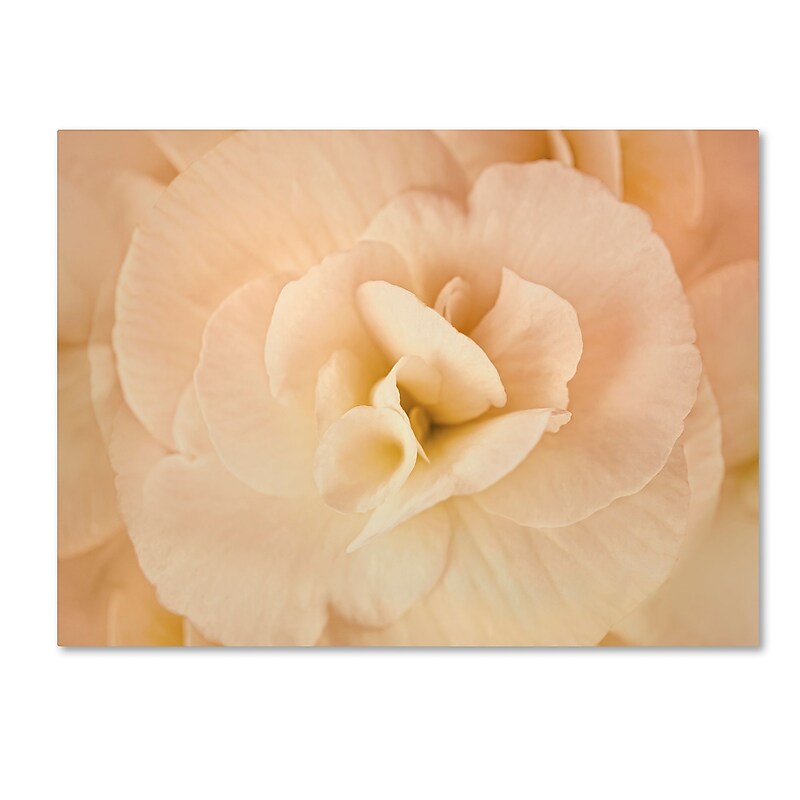 Trademark Fine Art Cora Niele 'Amber Begonia Flower' 14" x 19" Canvas Stretched (190836256105) image 1