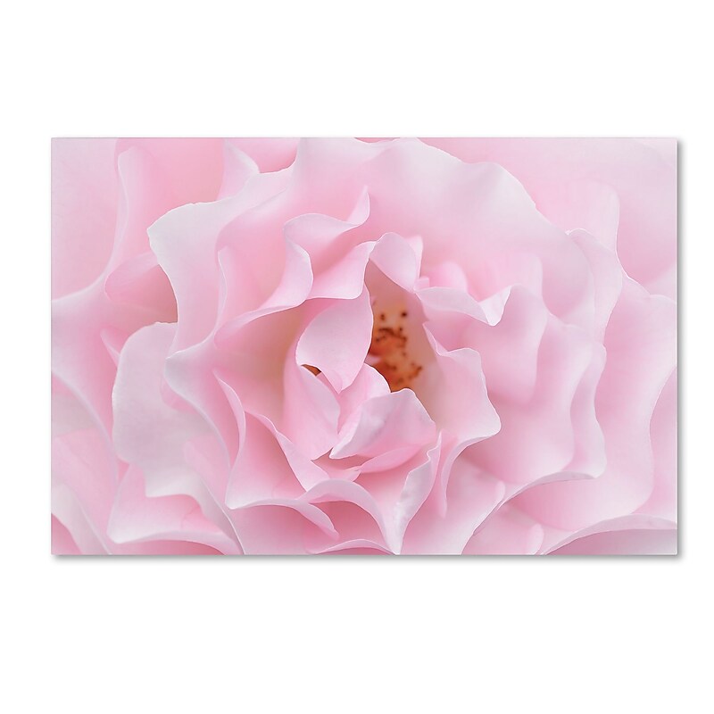 Trademark Fine Art Cora Niele 'Rose Pink Rose' 12" x 19" Canvas Stretched (190836309108) image 1