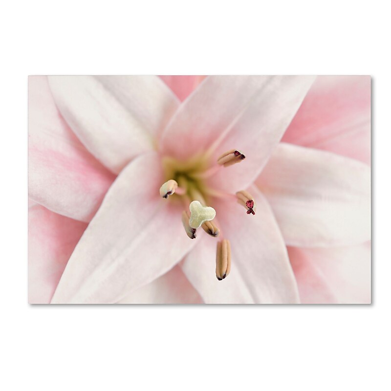 Trademark Fine Art Cora Niele 'Pink Lily' 12" x 19" Canvas Stretched (190836307005) image 1