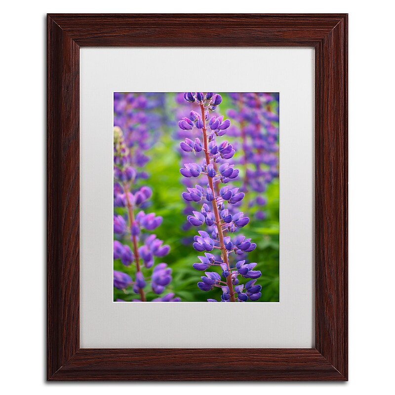 Trademark Fine Art Cora Niele 'Blue Violet Lupine Flower' 11" x 14" Matted Framed (190836247769) image 1
