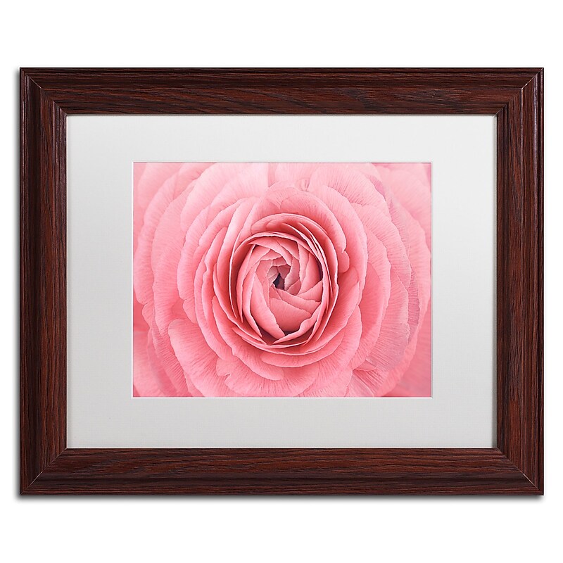 Trademark Fine Art Cora Niele 'Pink Persian Buttercup Flower' 11" x 14" Matted Framed (190836308224) image 1