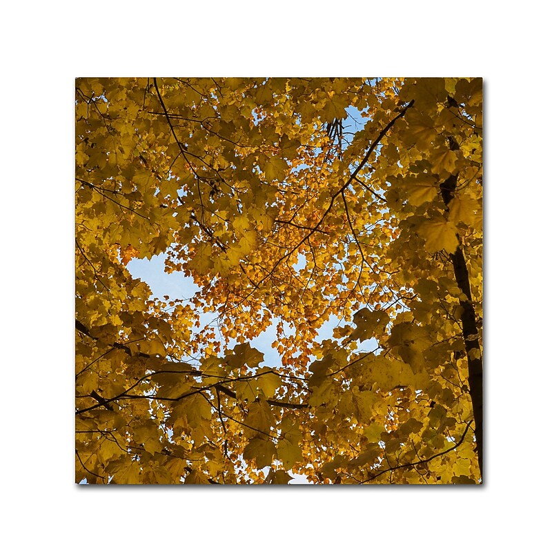 Trademark Fine Art Kurt Shaffer 'Golden Canopy of Autumn' 18" x 18" Canvas Stretched (886511964716) image 1