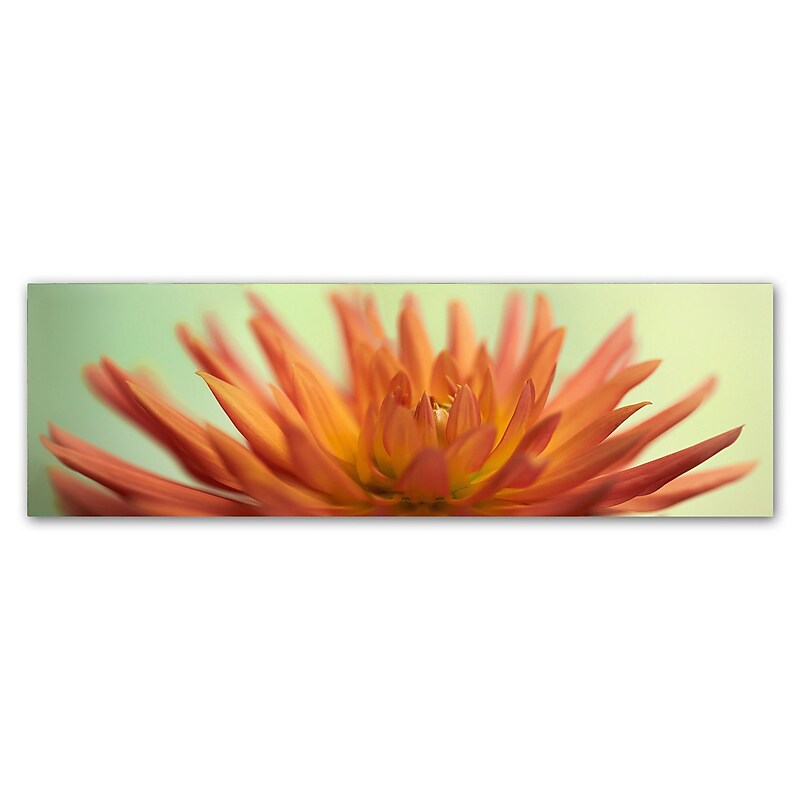 Trademark Fine Art Cora Niele 'Orange Dahlia Scape' 8" x 24" Canvas Stretched (190836317615) image 1