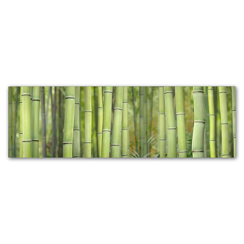 Trademark Fine Art Cora Niele 'Bamboo Scape' 8" x 24" Canvas Stretched (190836317172) image 1