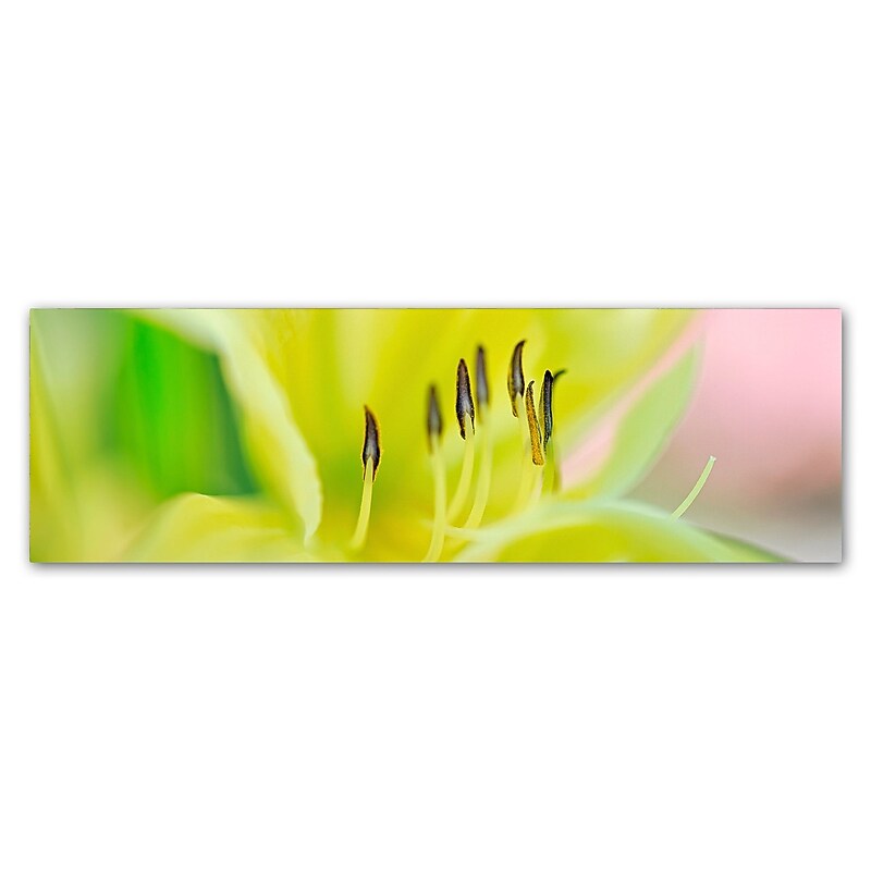 Trademark Fine Art Cora Niele 'Day Lily Scape' 8" x 24" Canvas Stretched (190836317257) image 1
