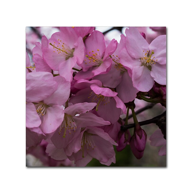 Trademark Fine Art Kurt Shaffer 'Cherry Blossom Cluster' 18" x 18" Canvas Stretched (886511961715) image 1