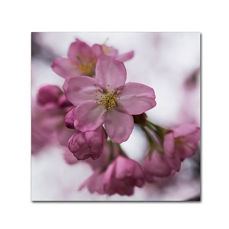 Trademark Fine Art Kurt Shaffer 'Cherry Pink' 18" x 18" Canvas Stretched (886511961876) image 1