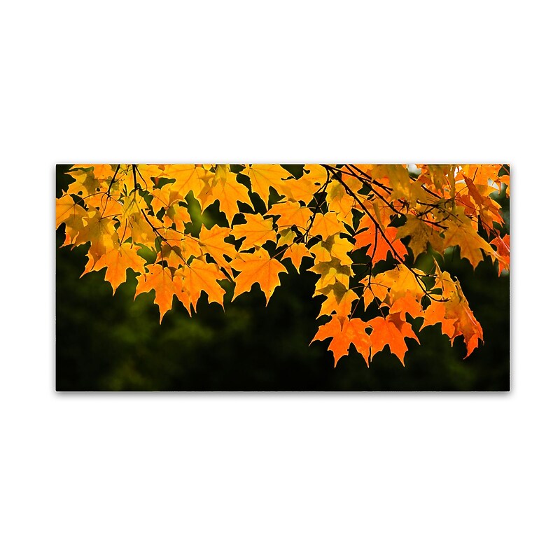 Trademark Fine Art Kurt Shaffer 'October Maple' 10" x 19" Canvas Stretched (886511965287) image 1