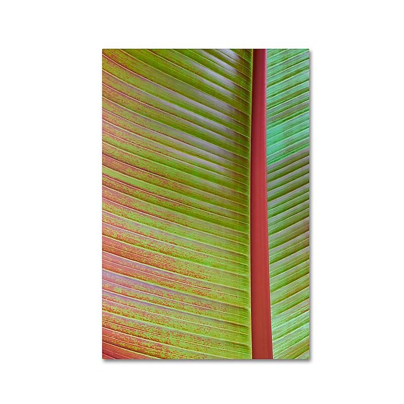 Trademark Fine Art Cora Niele 'Leaf Texture VI' 12" x 19" Canvas Stretched (190836314843) image 1