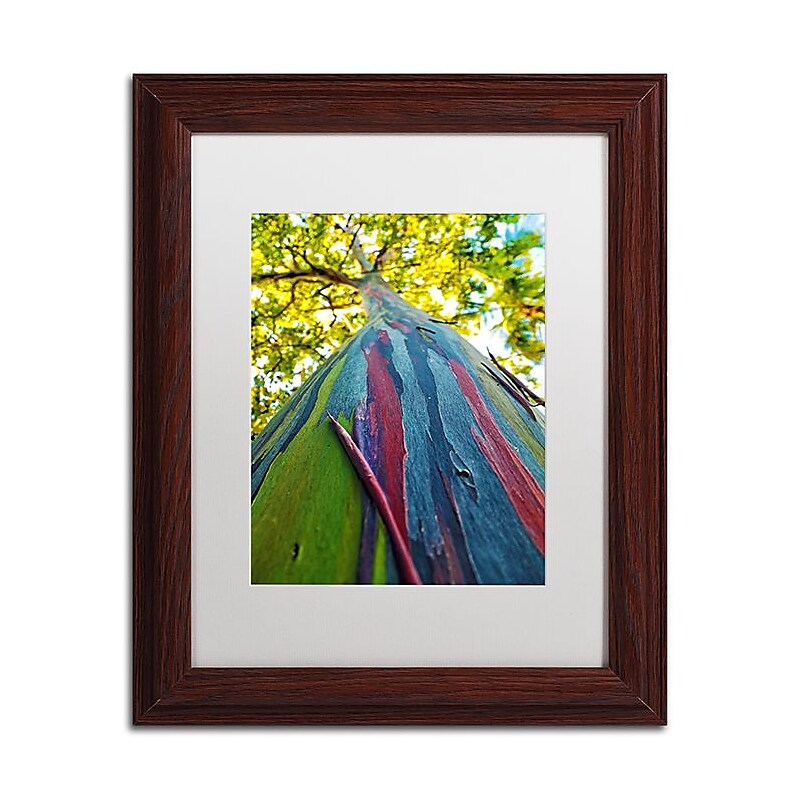 Trademark Fine Art CATeyes 'Rainbow Eucalyptus Tree' 11" x 14" Matted Framed Art (190836041053) image 1