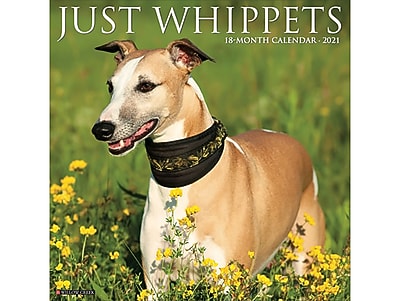 just whippets