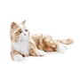 Joy For All Companion Orange Tabby Pet Cat with 5 Languages on Box (A75925L00)~#|#~sp91973384_sc7
