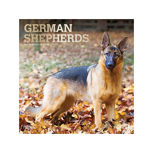 2021 BrownTrout 12" x 12" Wall Calendar, German Shepherds, Multicolor